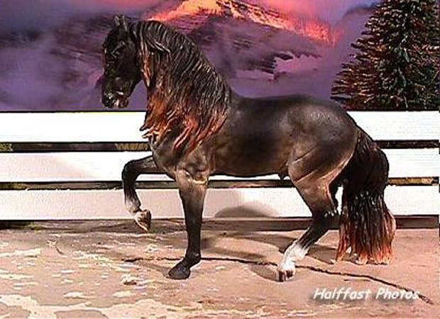 Black Model Horses