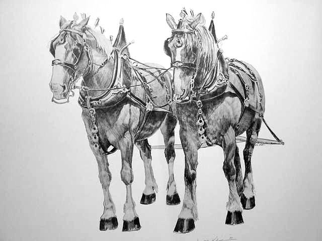 The Lead Team Draft Horse Art Print